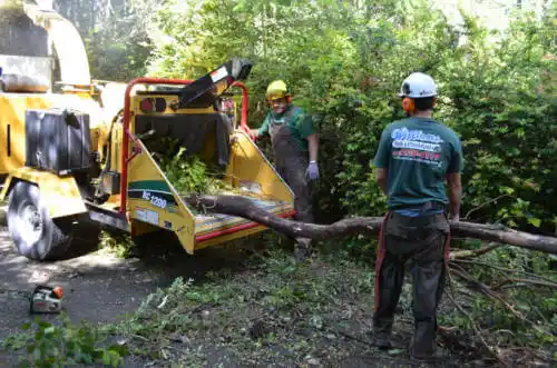 tree services Rock Valley